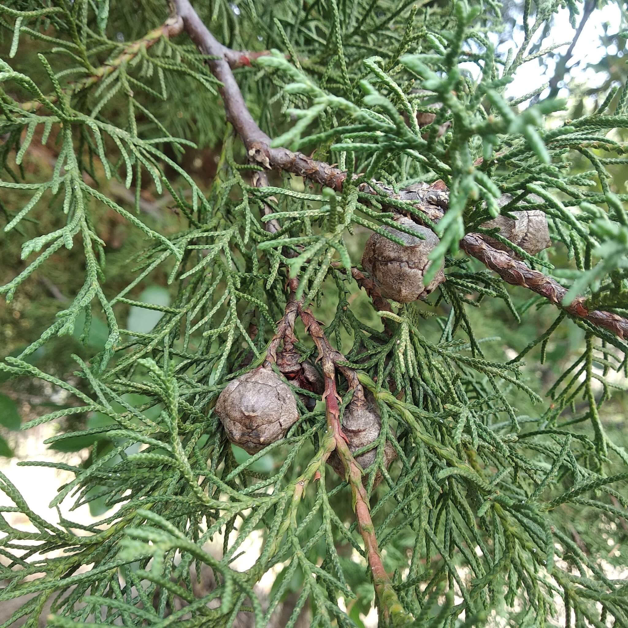 Cupressus lusitanica